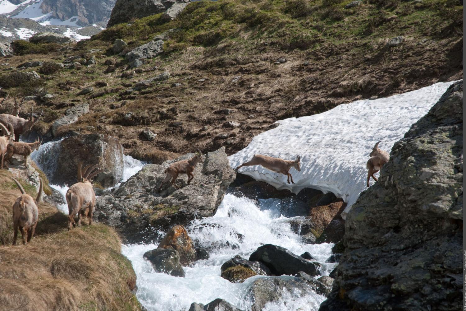 3pnv011832-PN-Vanoise-Christophe_Gotti-2000px.JPG 