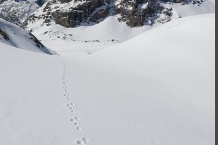 Image - Traces de Li&egrave;vre variable dans la neige
