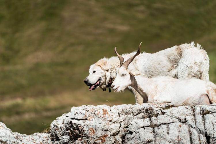 Troupeau dans la vallée des Chapieux - Troupeau dans la vallée des Chapieux
