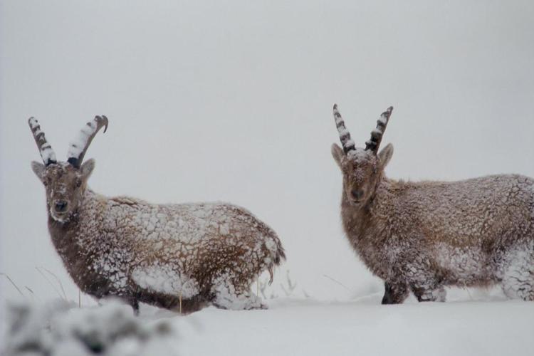 Point rencontre - Découverte de la faune en hiver -  Sardières_Val-Cenis - Bouquetins