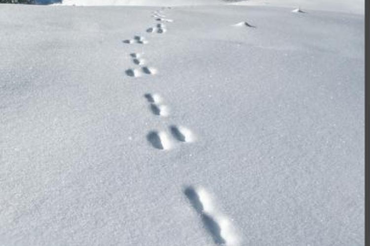 Point rencontre - Découverte de la faune en hiver -  Termignon_Val-Cenis