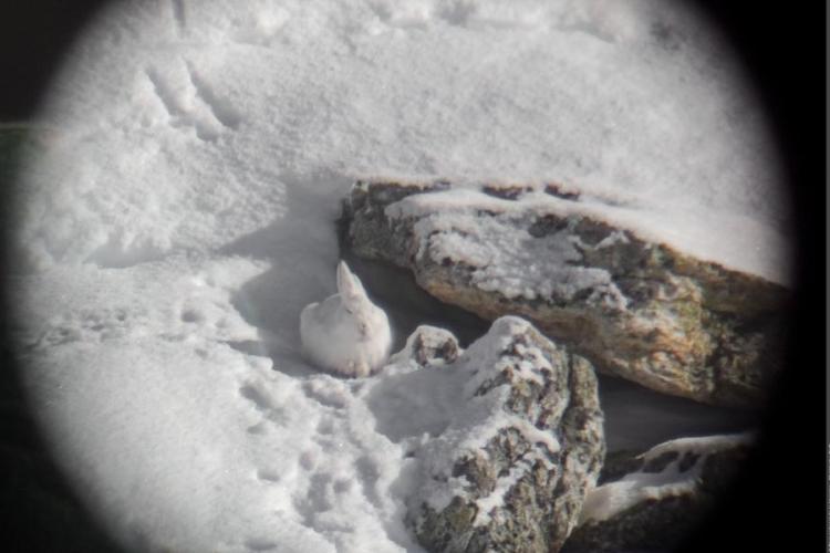 Point rencontre - La faune en hiver -  Bonneval sur Arc_Bonneval-sur-Arc