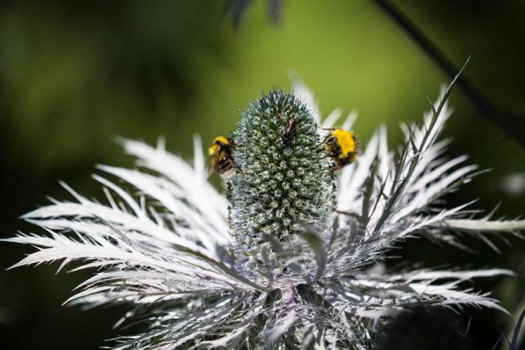 Nature - Nature