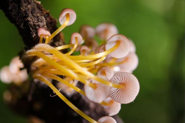 Champignon - Parc national de la Vanoise - Champignon - Parc national de la Vanoise