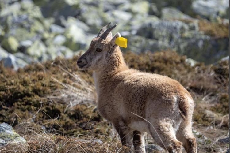 Soirée conférence - Suivi du bouquetin des Alpes en Vanoise_Aussois - Jeune bouquetin