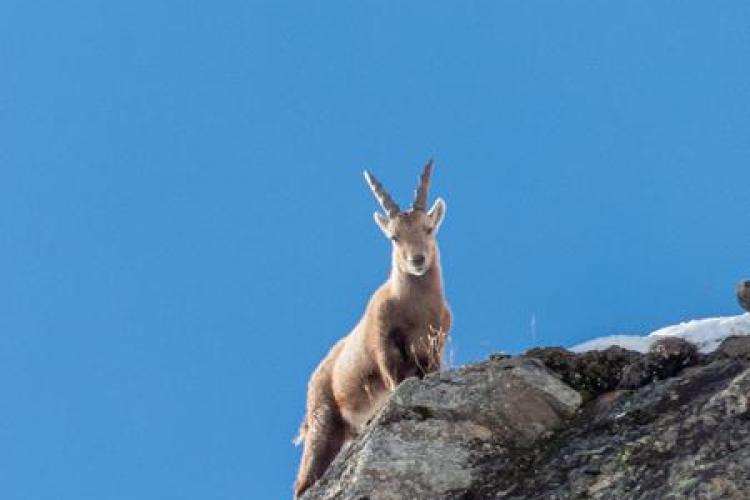 Reconnaitre les traces d'animaux à Bessans - Jeune bouquetin perché sur une falaise