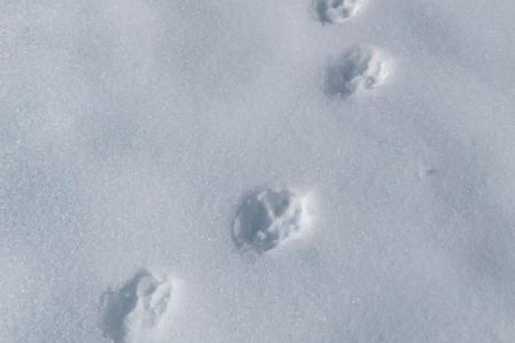 Reconnaitre les traces d'animaux à Bessans - Empreintes dans la neige