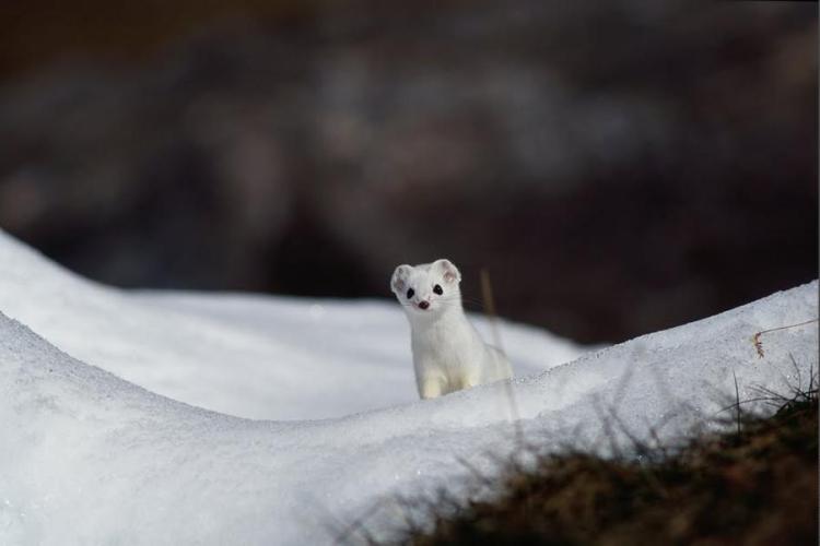 Conte et atelier PNV "Le secret de l'hermine"_Pralognan-la-Vanoise