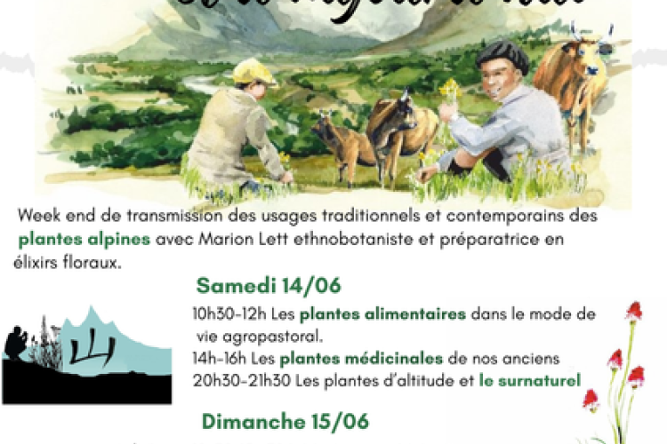 Plantes alpines d'hier et d'aujourd'hui à Val Cenis-Lanslevillard - Affiche du stage