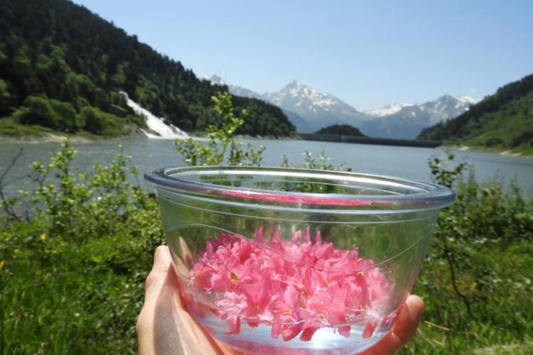 Plantes alpines d'hier et d'aujourd'hui à Val Cenis-Lanslevillard - Des pétales de fleurs dans un bol sur le lac d'Aussois