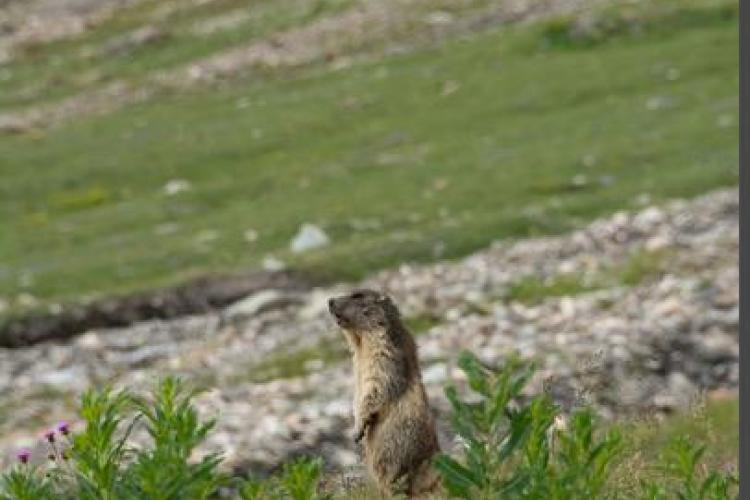 Vis ma vie de marmotte dans la Réserve naturelle de la Grande Sassière_Tignes