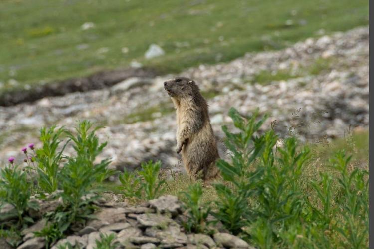 Vis ma vie de marmotte dans la Réserve naturelle de la Grande Sassière_Tignes