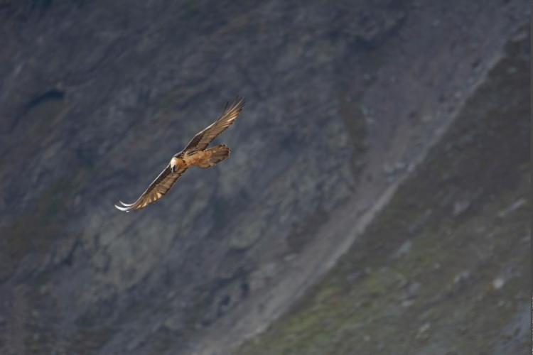 Module scénographique : Le gypaète barbu_Pralognan-la-Vanoise - Gypaète Barbu