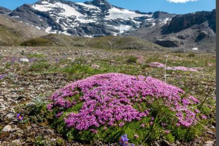 Exposition Coup de chaud sur la Vanoise_Modane - Silène acaule