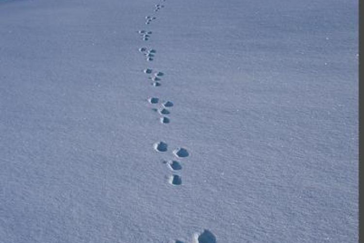 Exposition Traces et indices de vie de la faune sauvage_Aussois - Traces de lièvre variable
