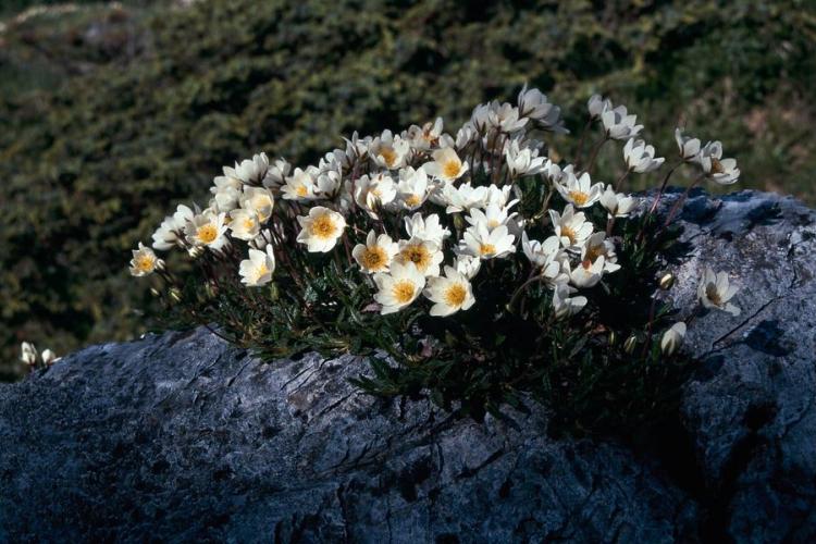 Visite commentée de l'exposition "Coup de chaud sur les plantes arctico-alpines"_Modane - Dryade à 8 pétales