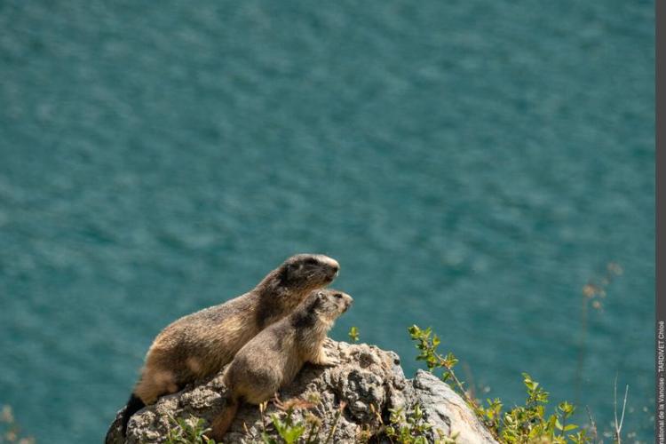 marmottes - parc national de la vanoise