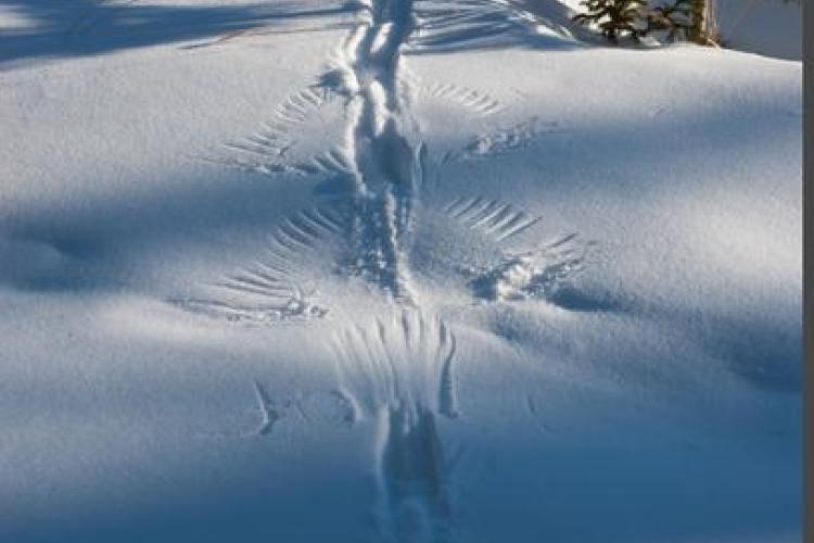 Visite commentée de l'exposition "Traces et indices de vie sauvage"_Aussois - Traces de tétras-lyre