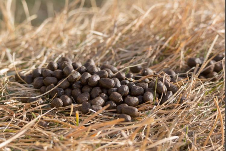 Visite commentée de l'exposition "Traces et indices de vie sauvage"_Aussois - Crottes de chamois