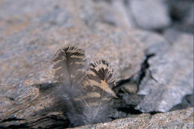 Visite commentée de l'exposition "Traces et indices de vie sauvage"_Aussois - Plumes de lagopède alpin