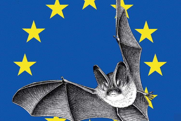 La nuit des chauve-souris_Bourg-Saint-Maurice - La nuit des chauve-souris