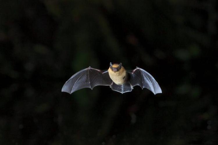 La nuit des chauve-souris photo - Pipistrelle commune