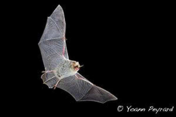 La nuit des chauve-souris : projection puis observation_Bourg-Saint-Maurice