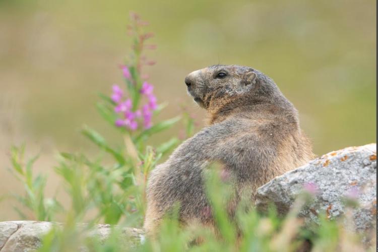 Marmotte - Marmotte