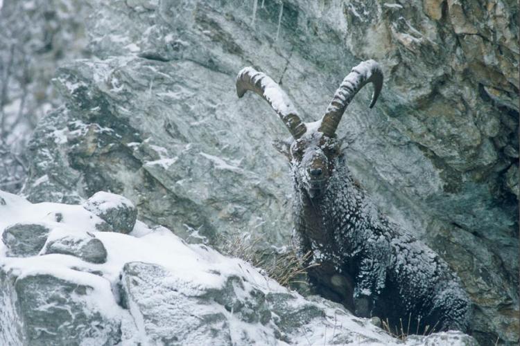 Observation des bouquetins_Champagny-en-Vanoise - Observation des bouquetins