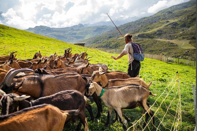 Exposition "Le Pastoralisme en Vanoise"_Val-Cenis