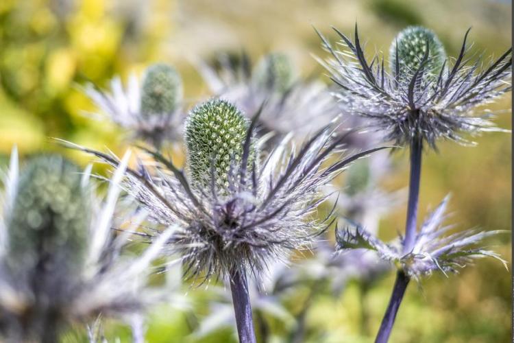Exposition De fleur en fleur_Modane - Fleurs de chardon bleu