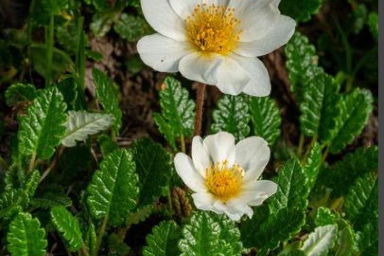 Exposition De fleur en fleur_Modane - Anémones des Alpes