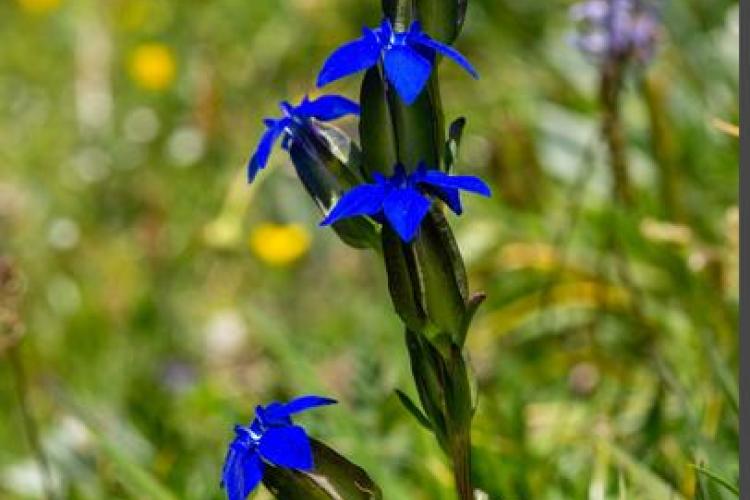 Exposition "La Forêt de l'Orgère"_Villarodin-Bourget