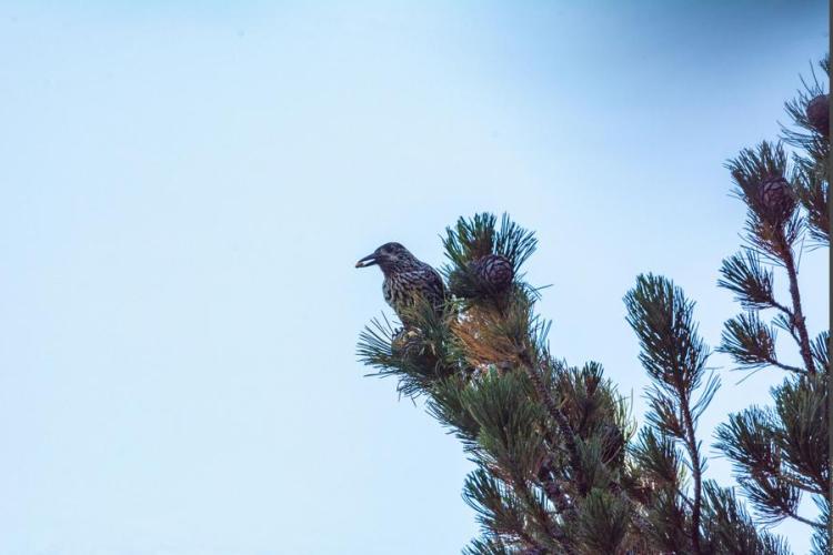Exposition "La Forêt de l'Orgère"_Villarodin-Bourget