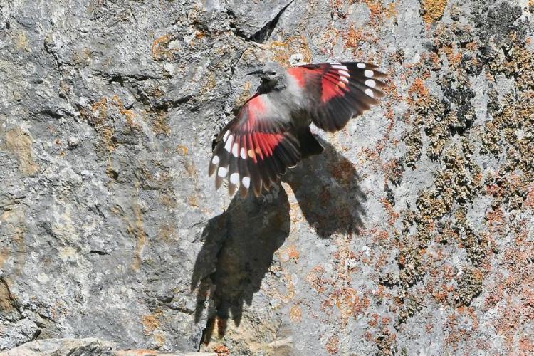 Diaporama/Conférence "Les oiseaux alpins"_Pralognan-la-Vanoise