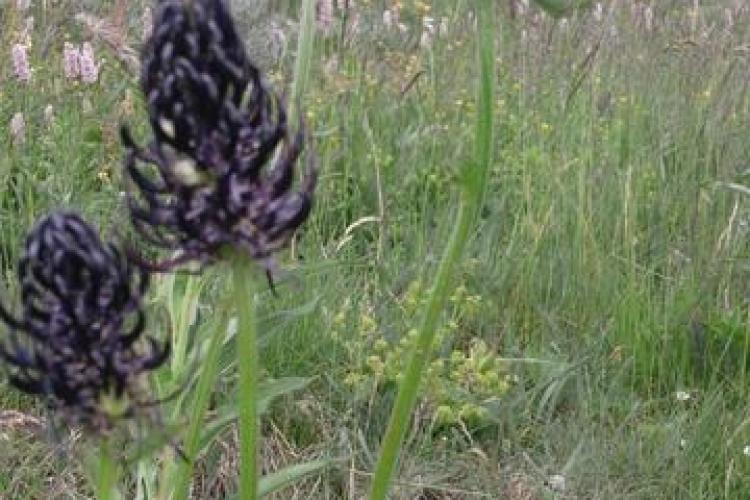 val-cenis-termignon-refuge-entre-deux-eaux - Raiponces à Entre-Deux-Eaux, Val Cenis-Termignon