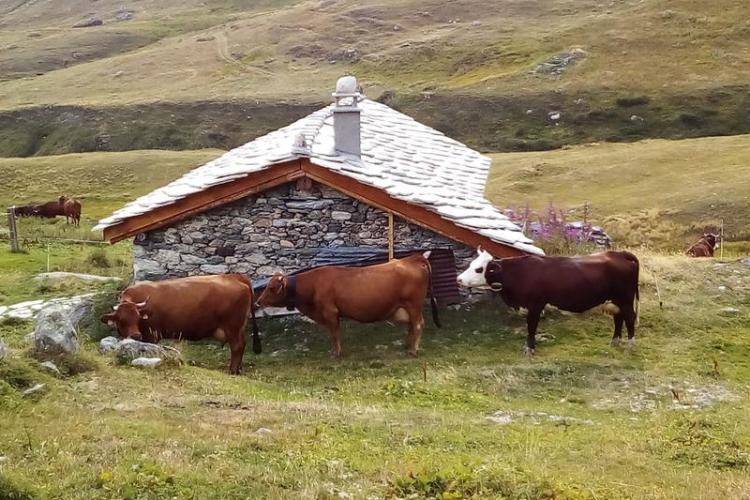 Le Refuge d'Entre-Deux-Eaux à Val Cenis Termignon - Vaches Tarines et Abondance derrière le refuge