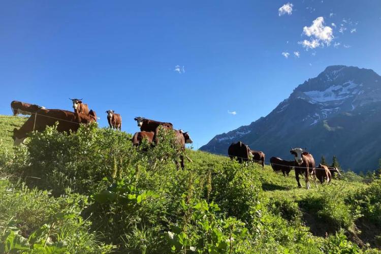 Refuge l'Auberge de Bellecombe à Val Cenis-Termignon - Le troupeau de vaches Abondance sous la Dent Parrachée