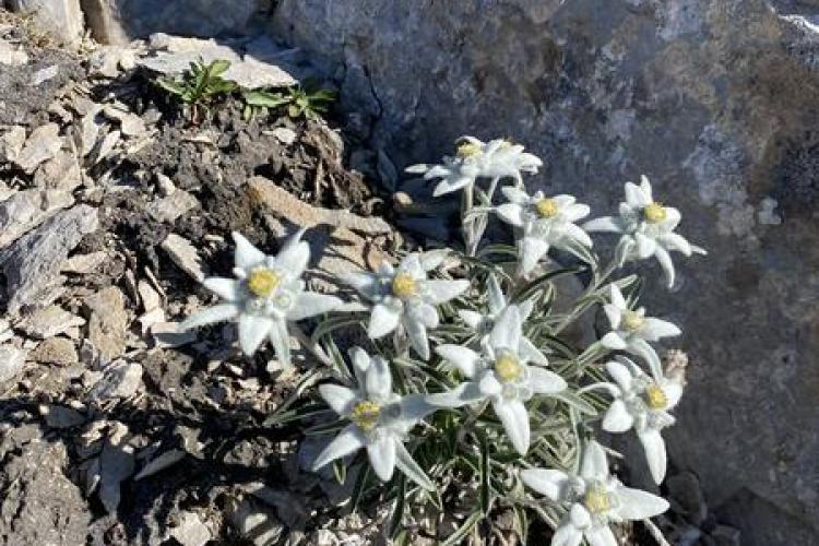 Refuge l'Auberge de Bellecombe à Val Cenis-Termignon - Pied d'edelweiss