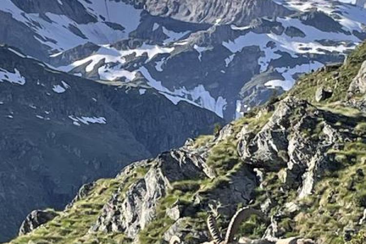 Refuge l'Auberge de Bellecombe à Val Cenis-Termignon - Bouquetins au lac Blanc sous les glaciers de la Vanoise
