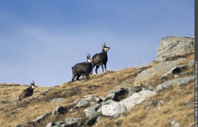 1pnv009455-pn-vanoise-garnier_alexandre-750.jpg