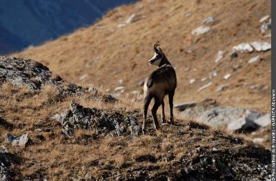 3pnv001990-pn-vanoise-garnier_alexandre-750.jpg