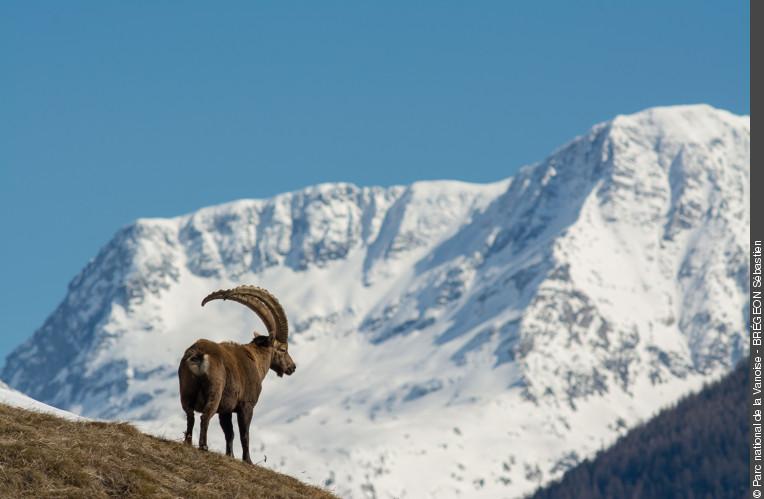 3pnv017603-pn-vanoise-bregeon_sebastien-750px.jpg