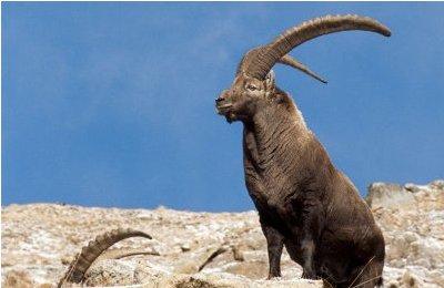 ibex.jpg