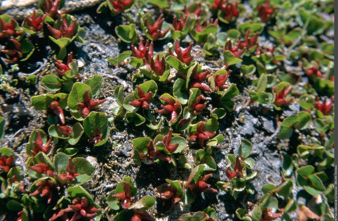 salix_herbacea_1pnv005250-pn-vanoise-balais_christian-1600px.jpg